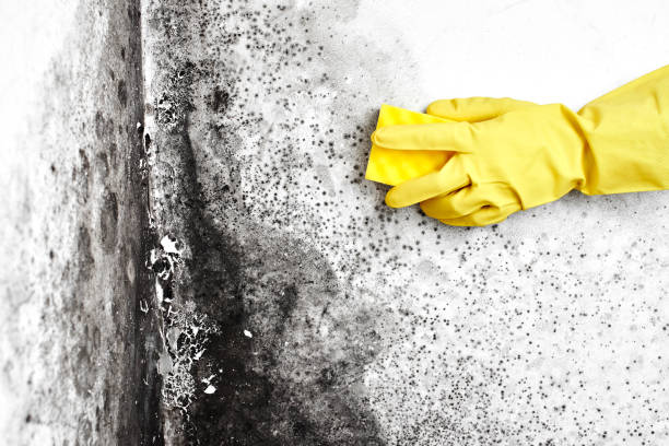 Best Mold Damage Repair  in White Pine, TN
