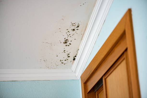 Crawl Space Mold Removal in White Pine, TN