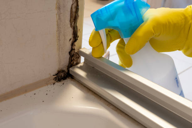 Best Professional Mold Removal  in White Pine, TN