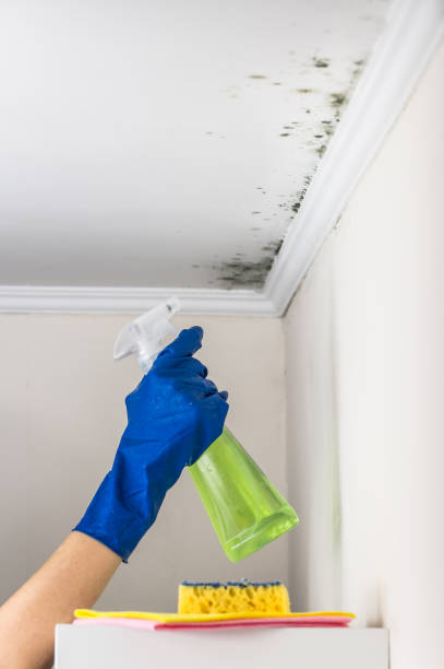 Best Certified Mold Removal  in White Pine, TN